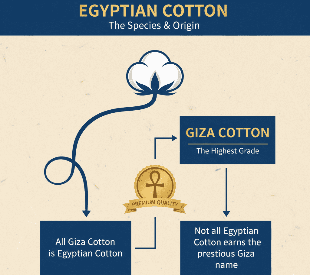 エジプト綿とギザ綿の関係図 エジプト綿とギザ綿の関係図