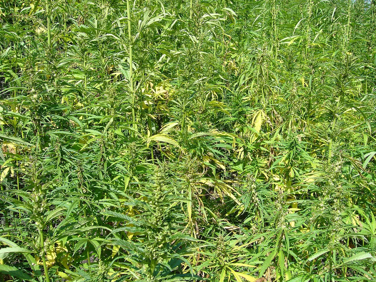 Hemp Plant