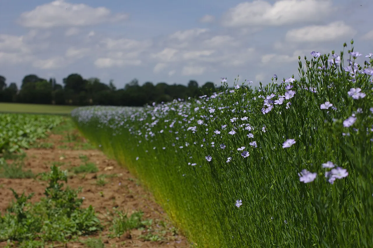 Flax Linen Plant