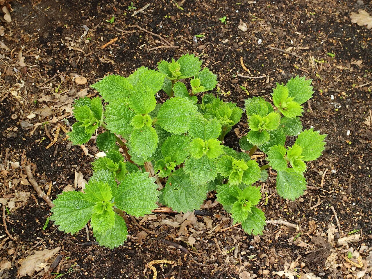 Ramie Plant